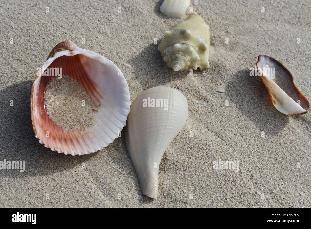Gulf of mexico seashells hires stock photography and images Alamy