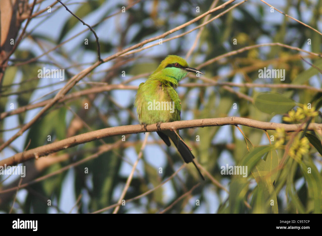 Image of Green Bee Eater Stock Photo