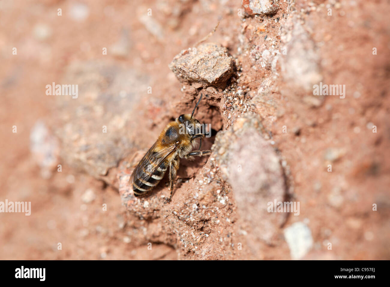 Mining Bee; Colletes hederae; Cornwall; UK Stock Photo