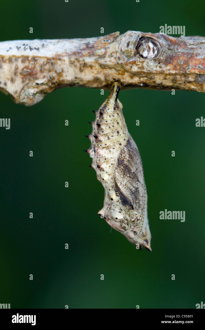 Peacock Butterfly; chrysalis; UK Stock Photo