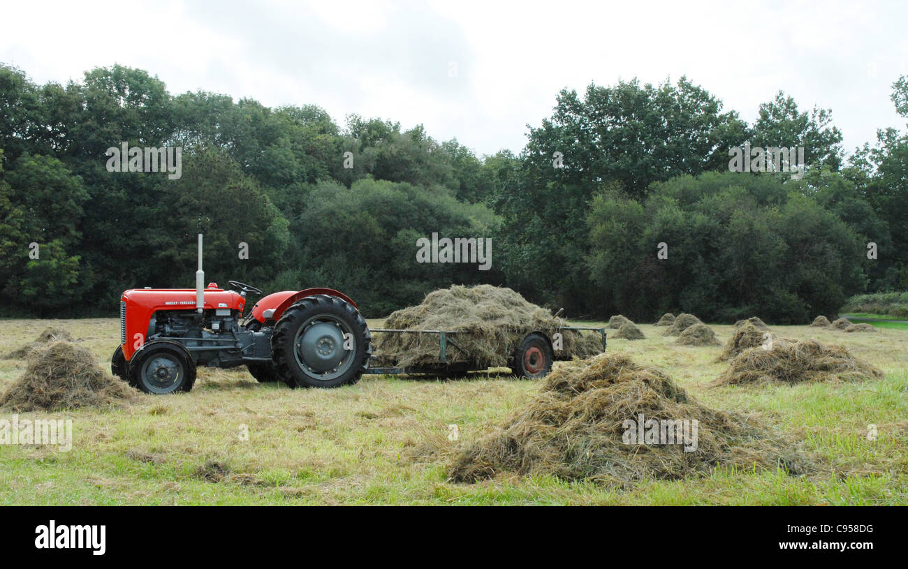 Massey Ferguson 35 tractor 1956 and still working daily Stock Photo