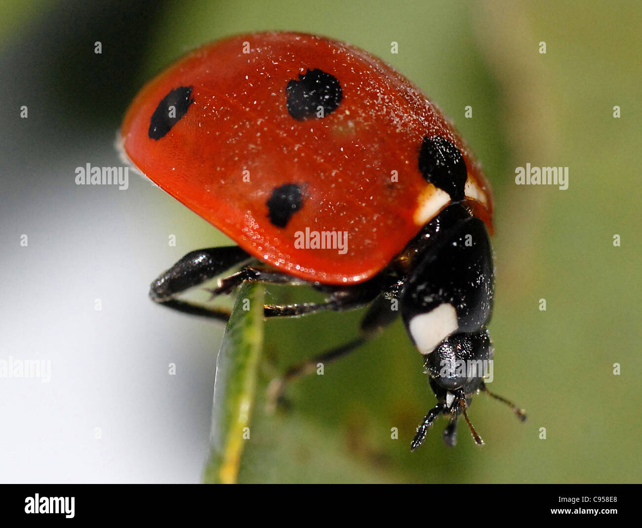 Seven-spot ladybird (Coccinella 7-punctata) These are small round beetles with three and a half spots on each of their two elytra (wing cases). The thorax is black with two white marks at the side, and the head is small and black. Stock Photo