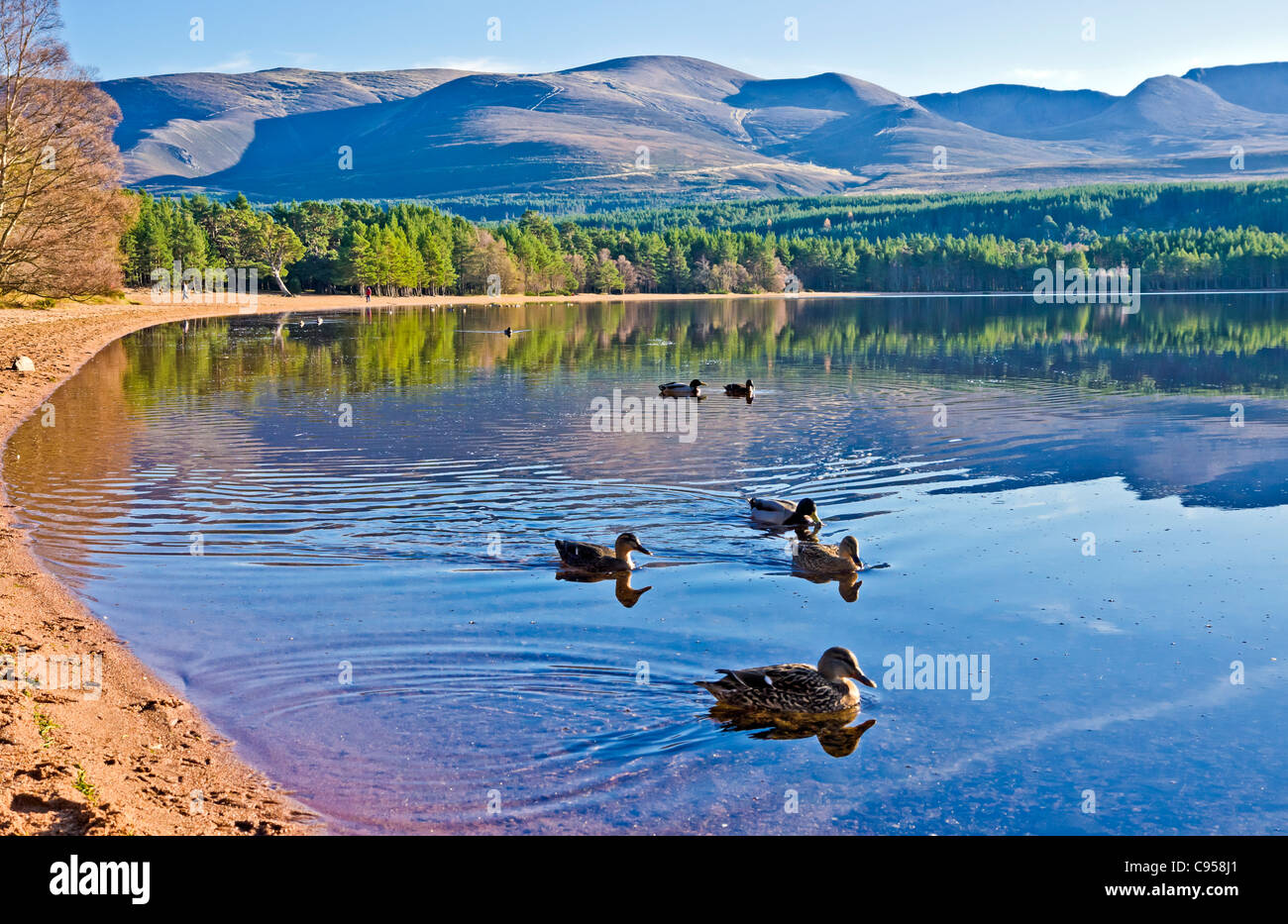 Loch Morlich in the Cairngorms region of Scotland on a calm and sunny autumn day with mountain Cairn Gorm Centre Stock Photo