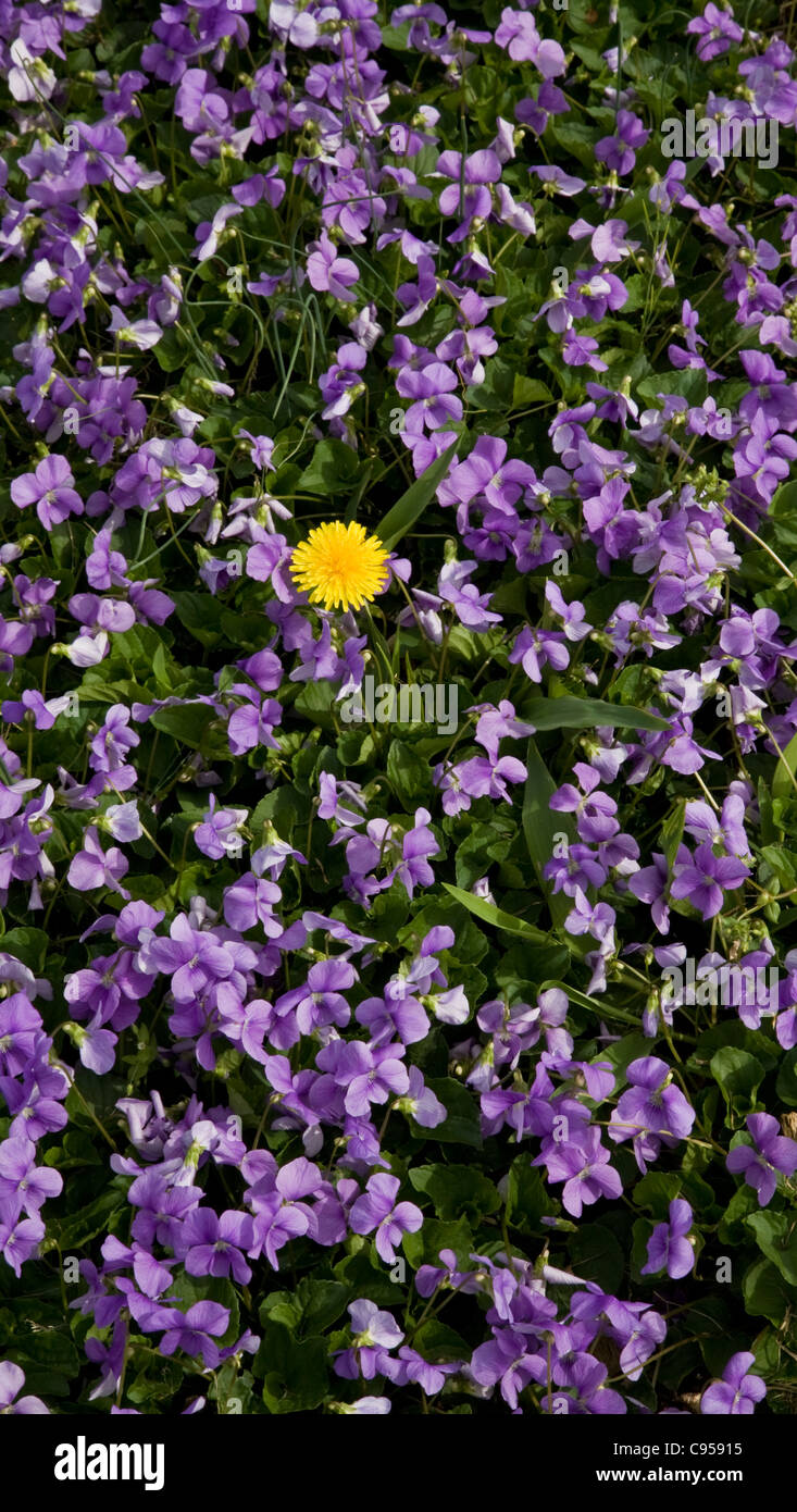 Springtime closeup of lavender purple wild violet wild flowers and one yellow dandelion flower, dandelions in New Jersey, USA, pt Stock Photo