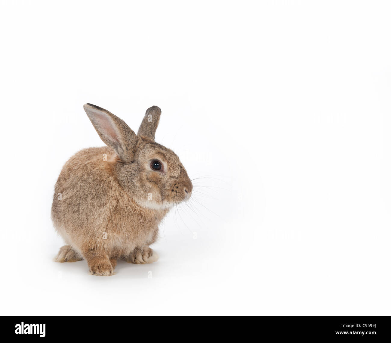 Bugs bunny a wild hare hi-res stock photography and images - Alamy