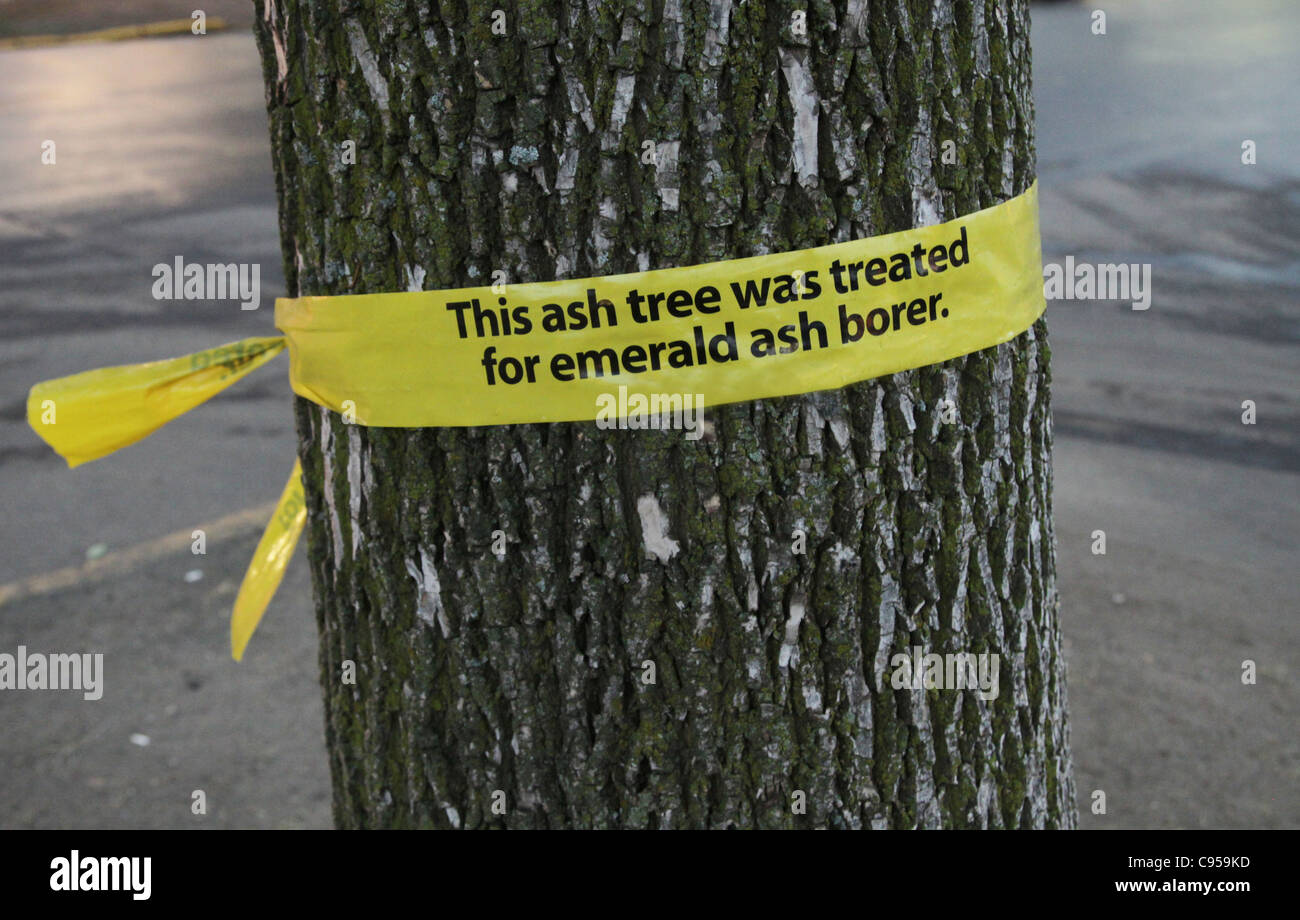 An ash tree with a sign stating that it was treated for emerald ash borer. Stock Photo