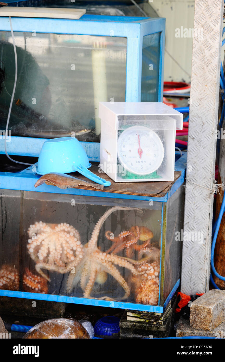 Jagalchi Fishmarket in Busan, South Korea Stock Photo