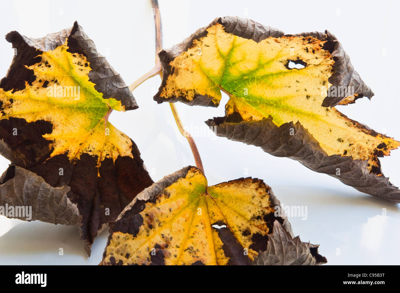 Autumnal colour - leaves of the Japanese Anemone. Stock Photo