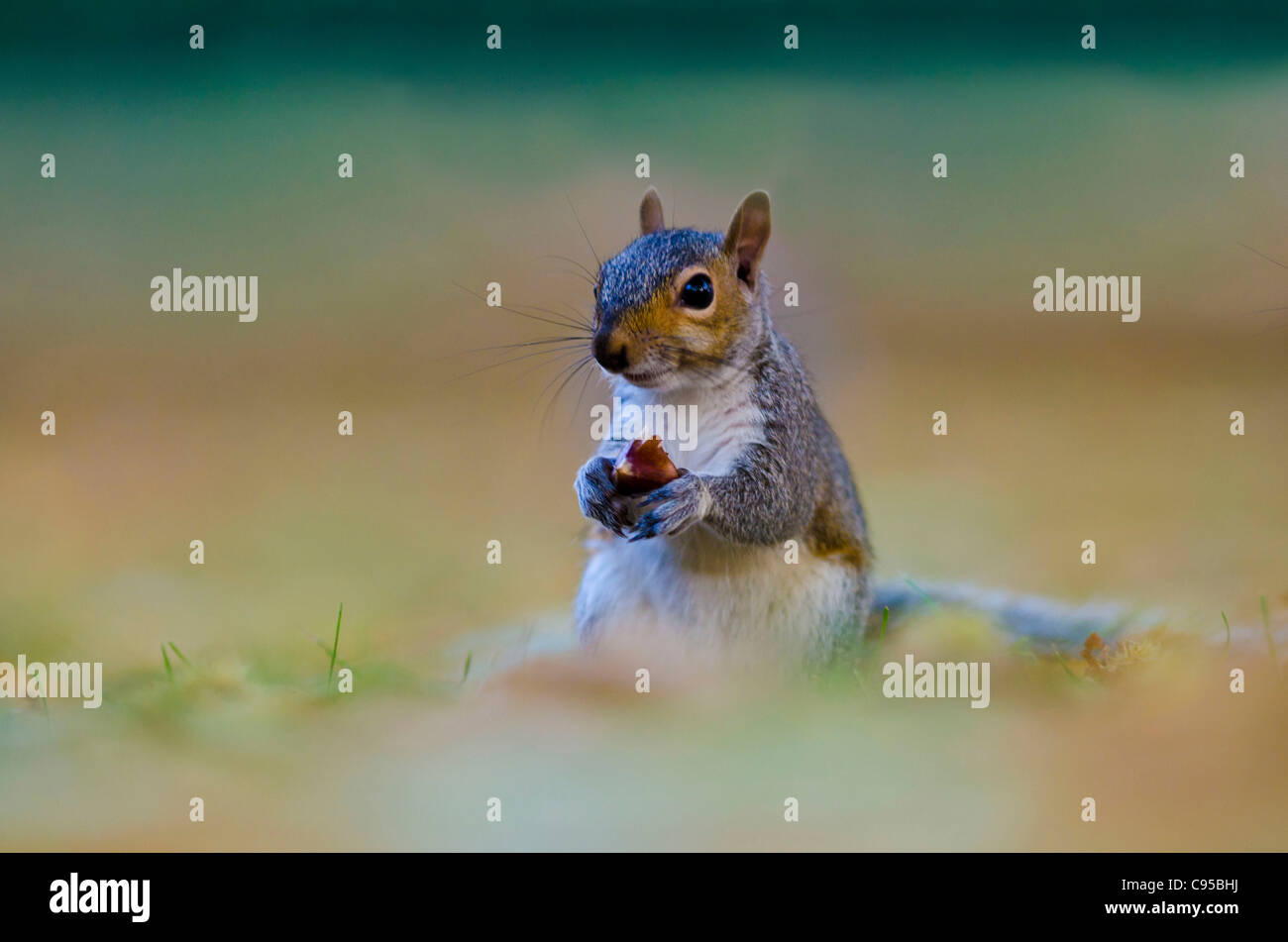 Grey Squirrel Eating Nut Stock Photo