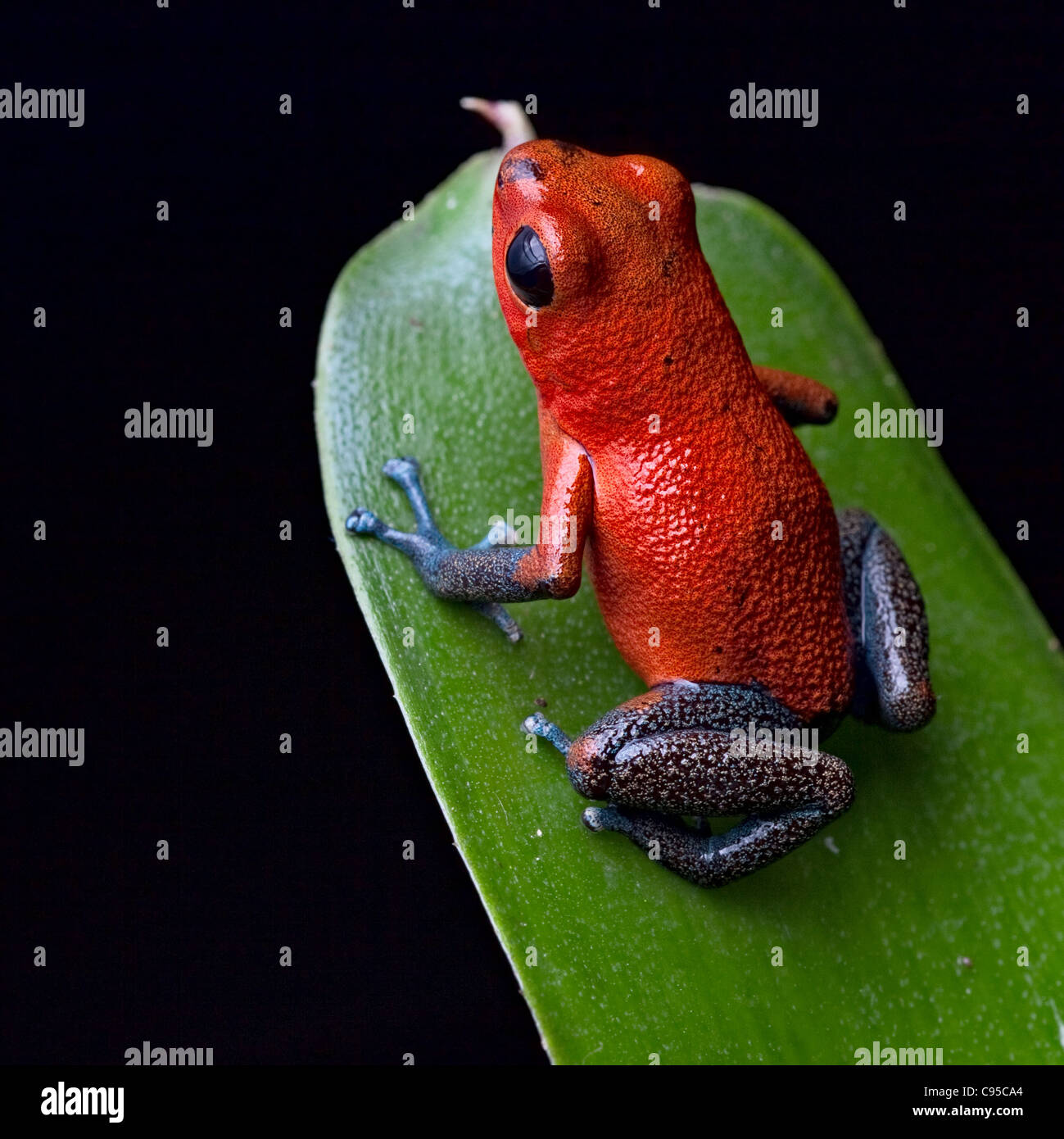 red blue legged strawberry poison dart frog on border of Panama and Costa Rica Stock Photo