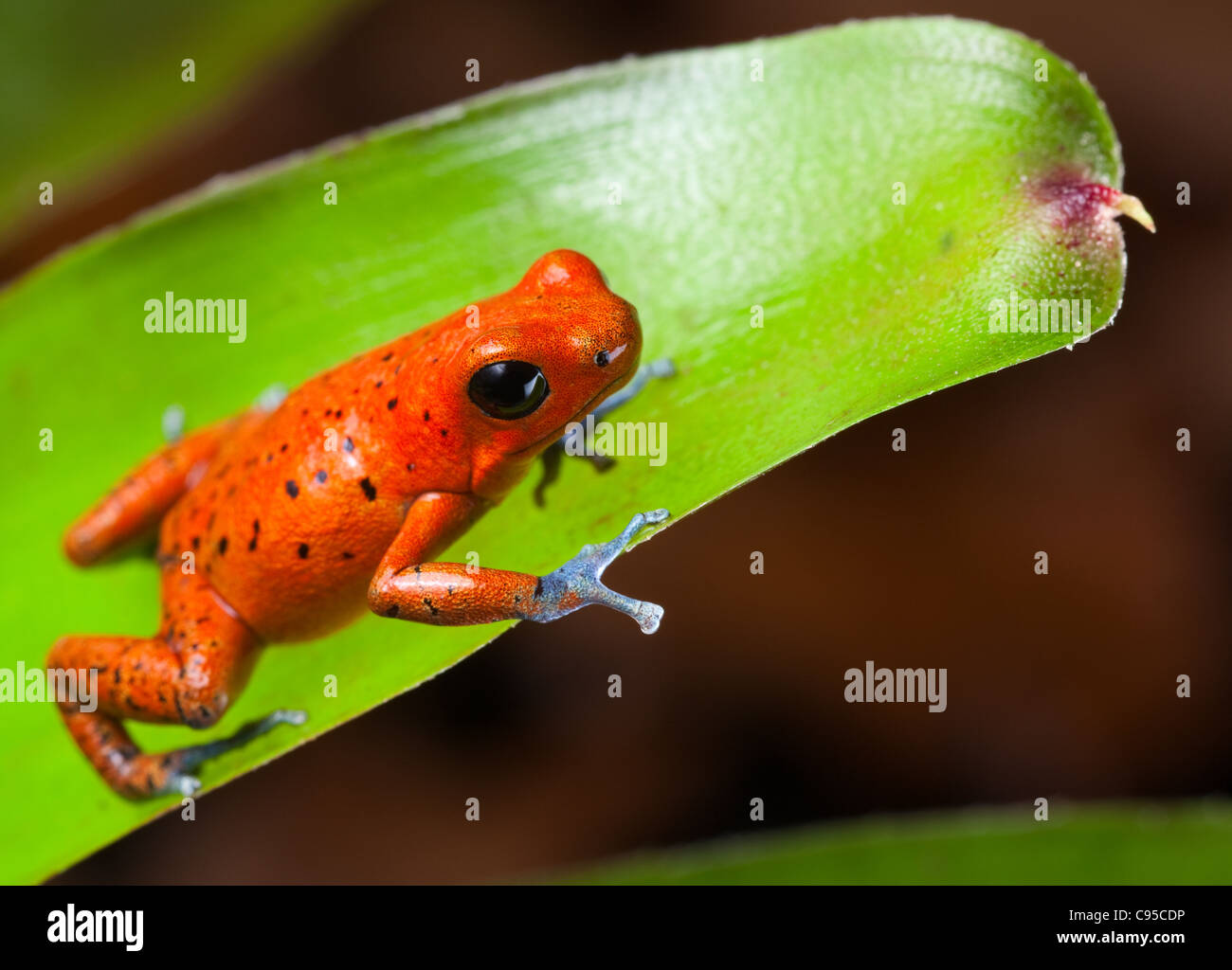 red strawberry poison dart frog Costa Rica Stock Photo