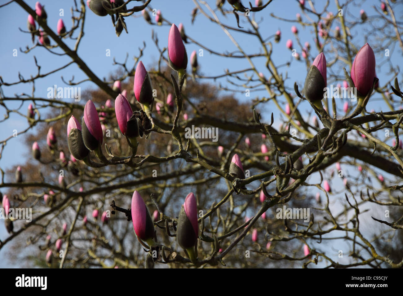 Pink Magnolia sprengeri tree Stock Photo