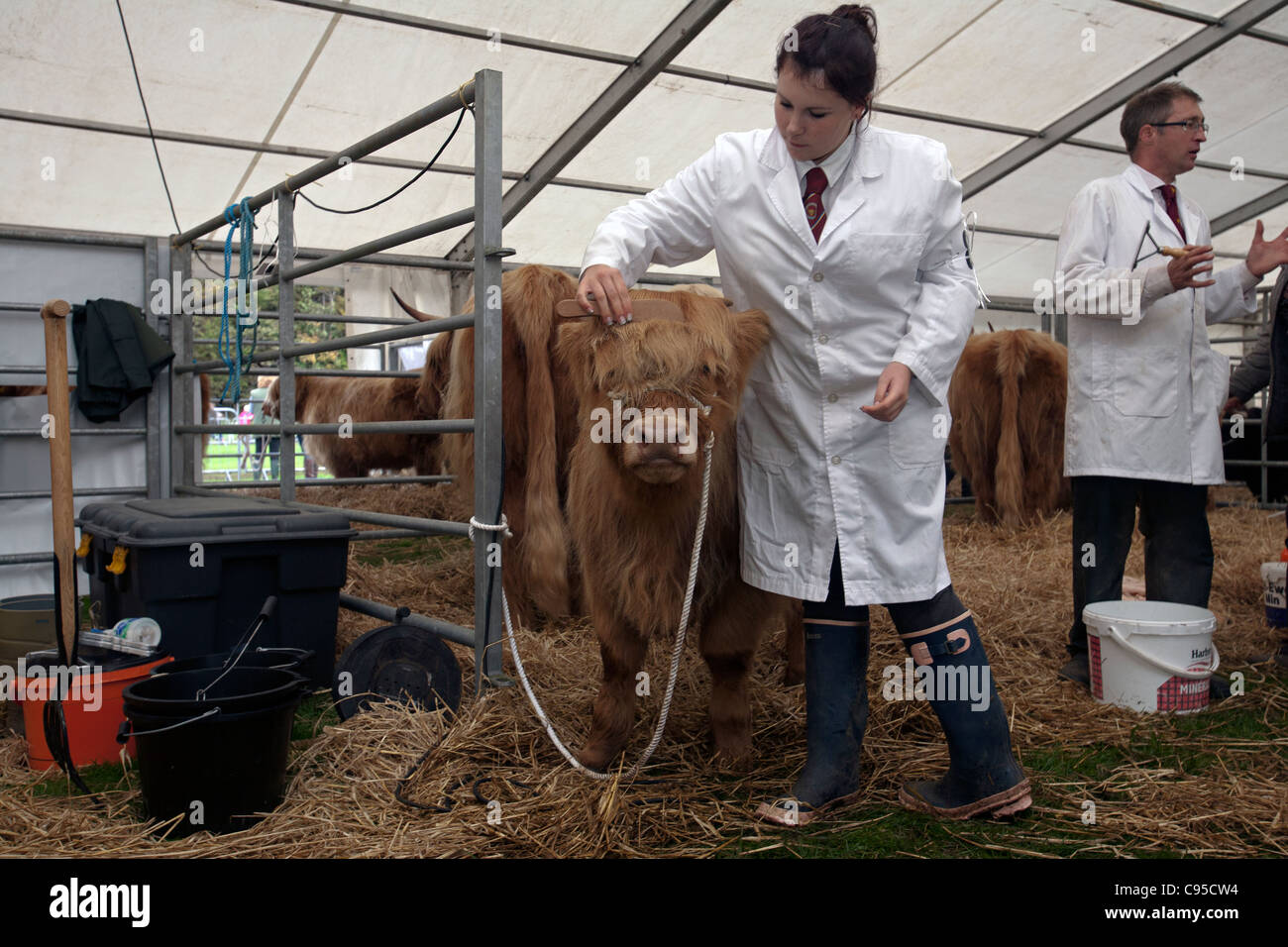 highland cow at the highland cattle show in pollock park glasgow