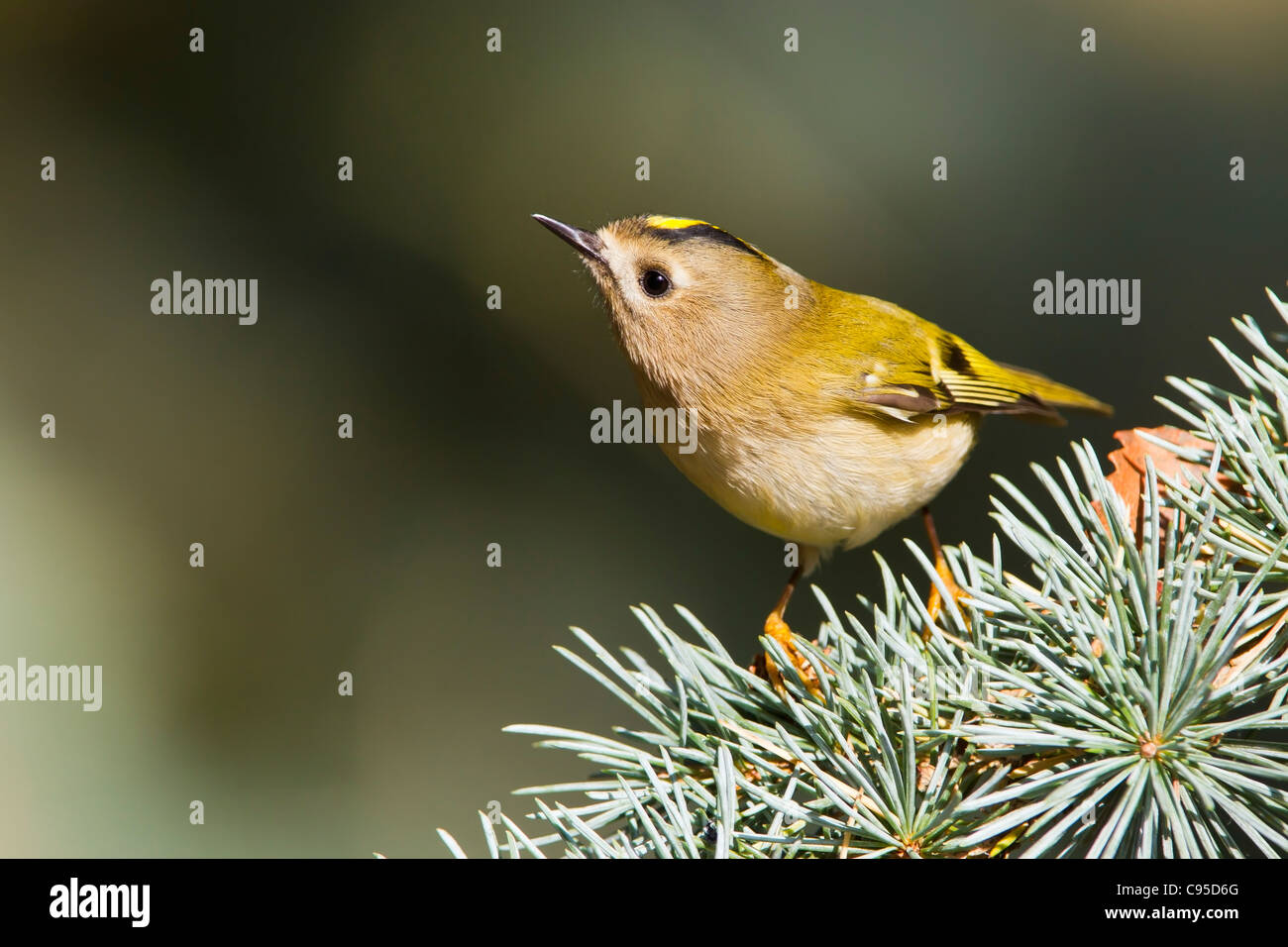 Goldcrest perched on a Conifer branch. Stock Photo