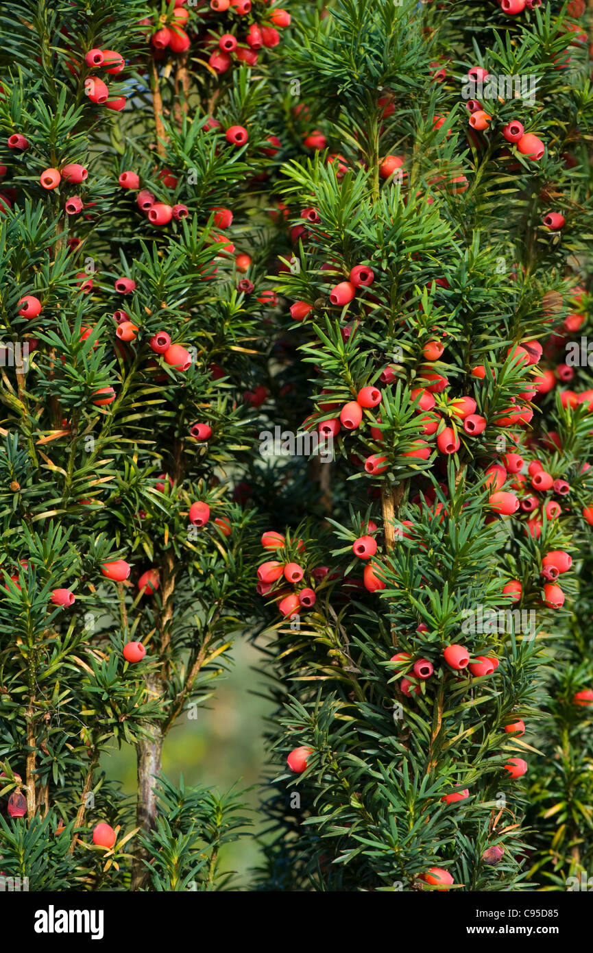 Close-up, Full frame image of Autumn English Yew tree red berries Berries - Taxus baccata. Stock Photo