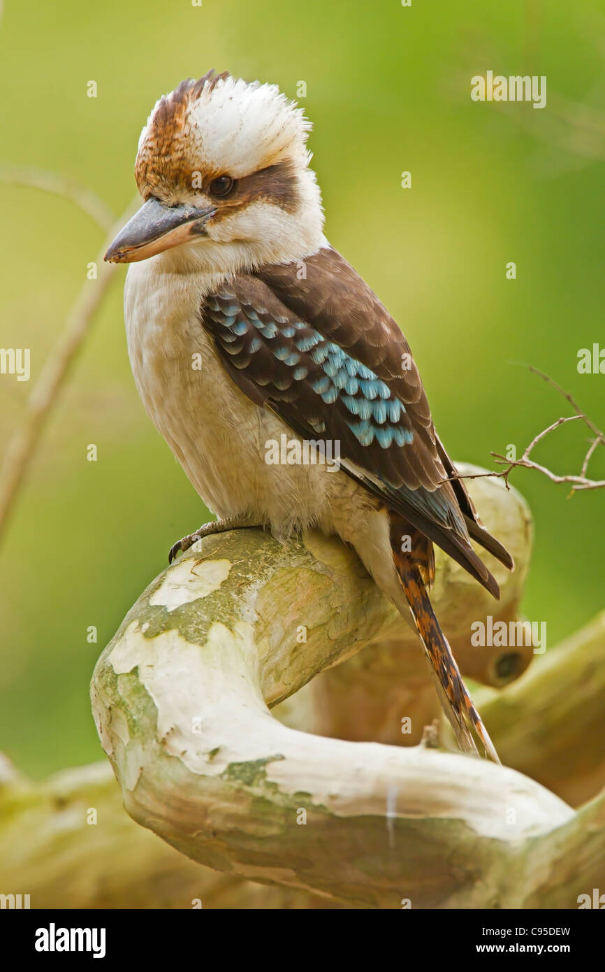 Laughing Kookaburra perched in an old tree. Stock Photo