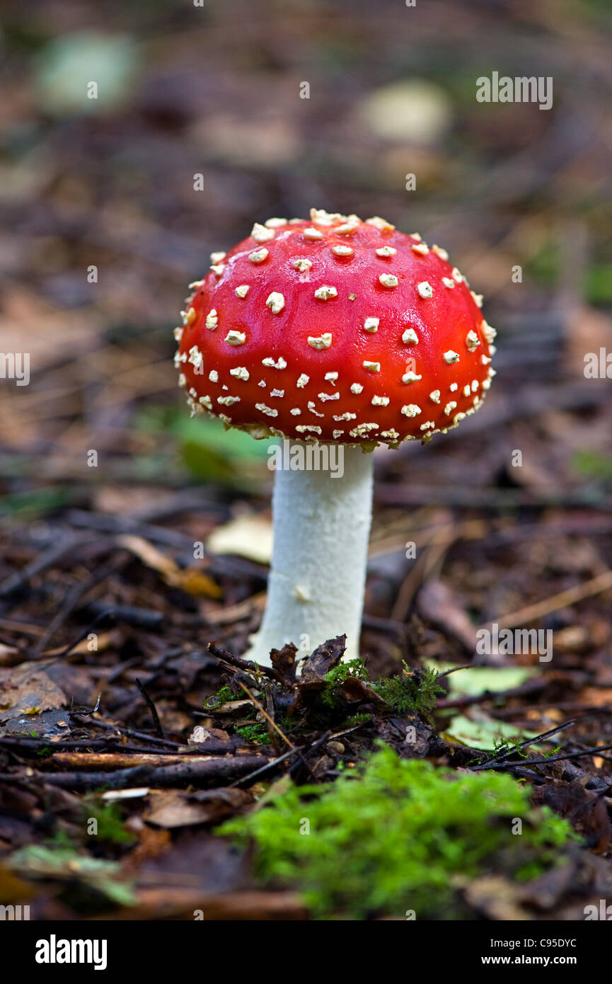 Amanita muscaria, commonly known as the fly agaric or fly Amanita Stock Photo