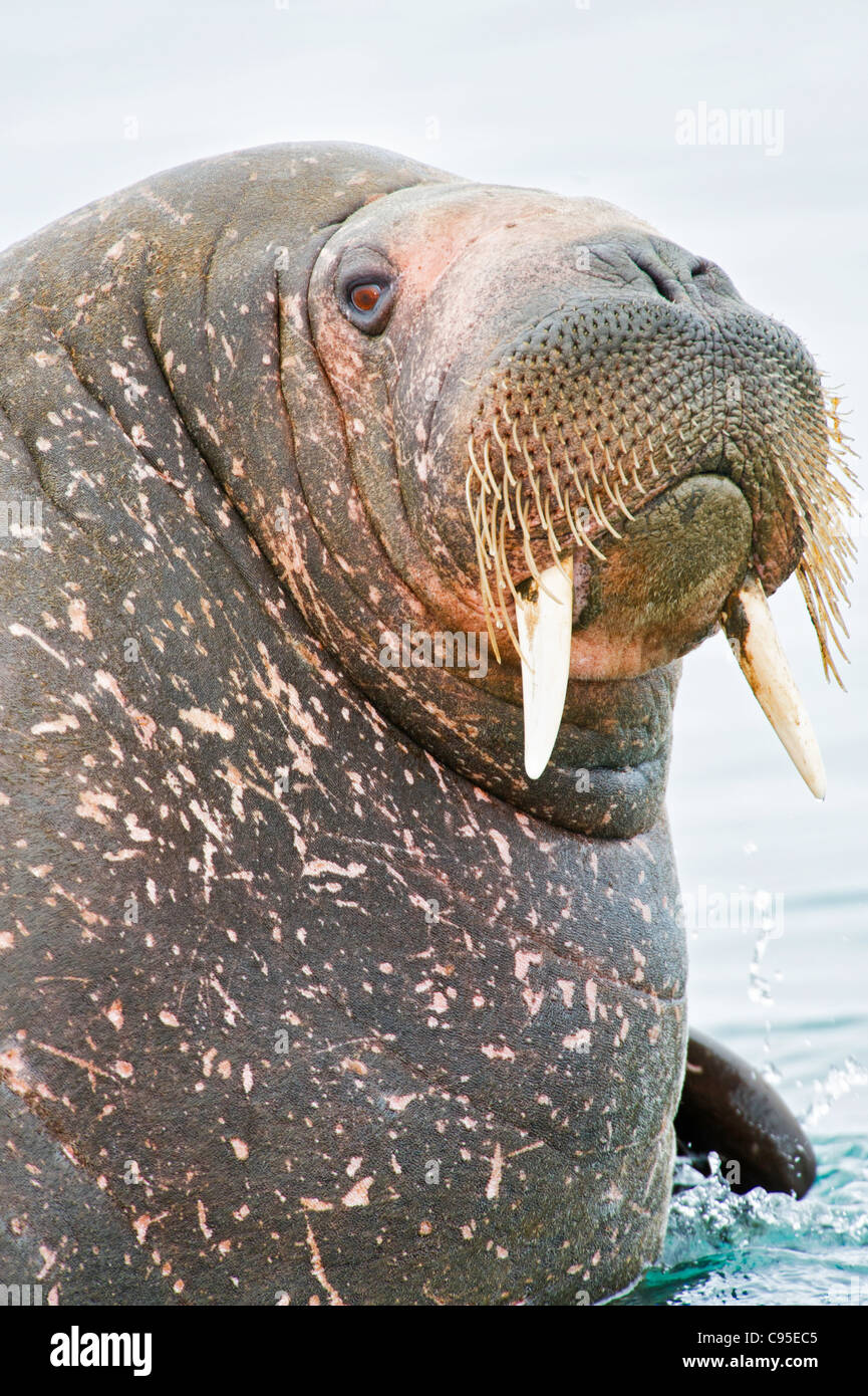 An Atlantic Walrus in Spitsbergen. Stock Photo