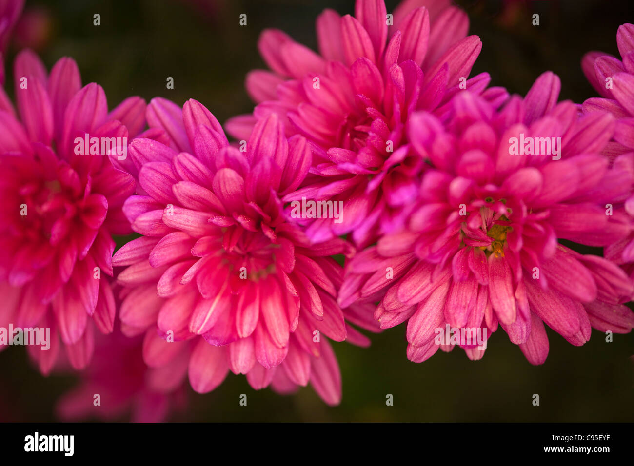 Mums Flowers High Resolution Stock Photography and Images Alamy