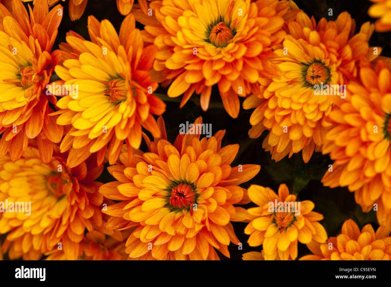 many mums, flowers Stock Photo Alamy