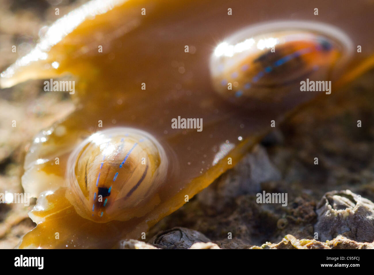 Blue Rayed Limpet (Ansates pellucida) and Barnacles Stock Photo