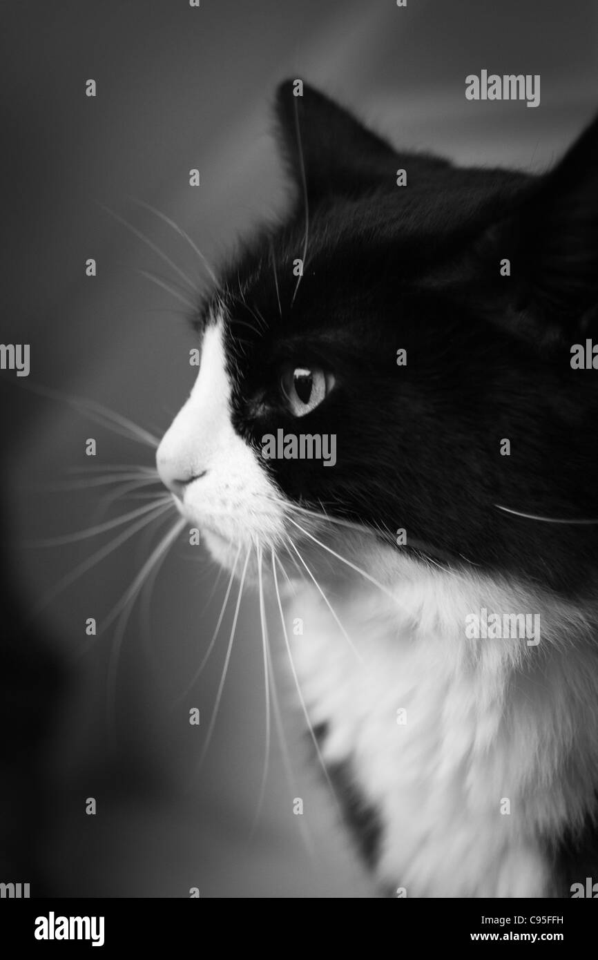 Norwegian forest cat black white Black and White Stock Photos & Images