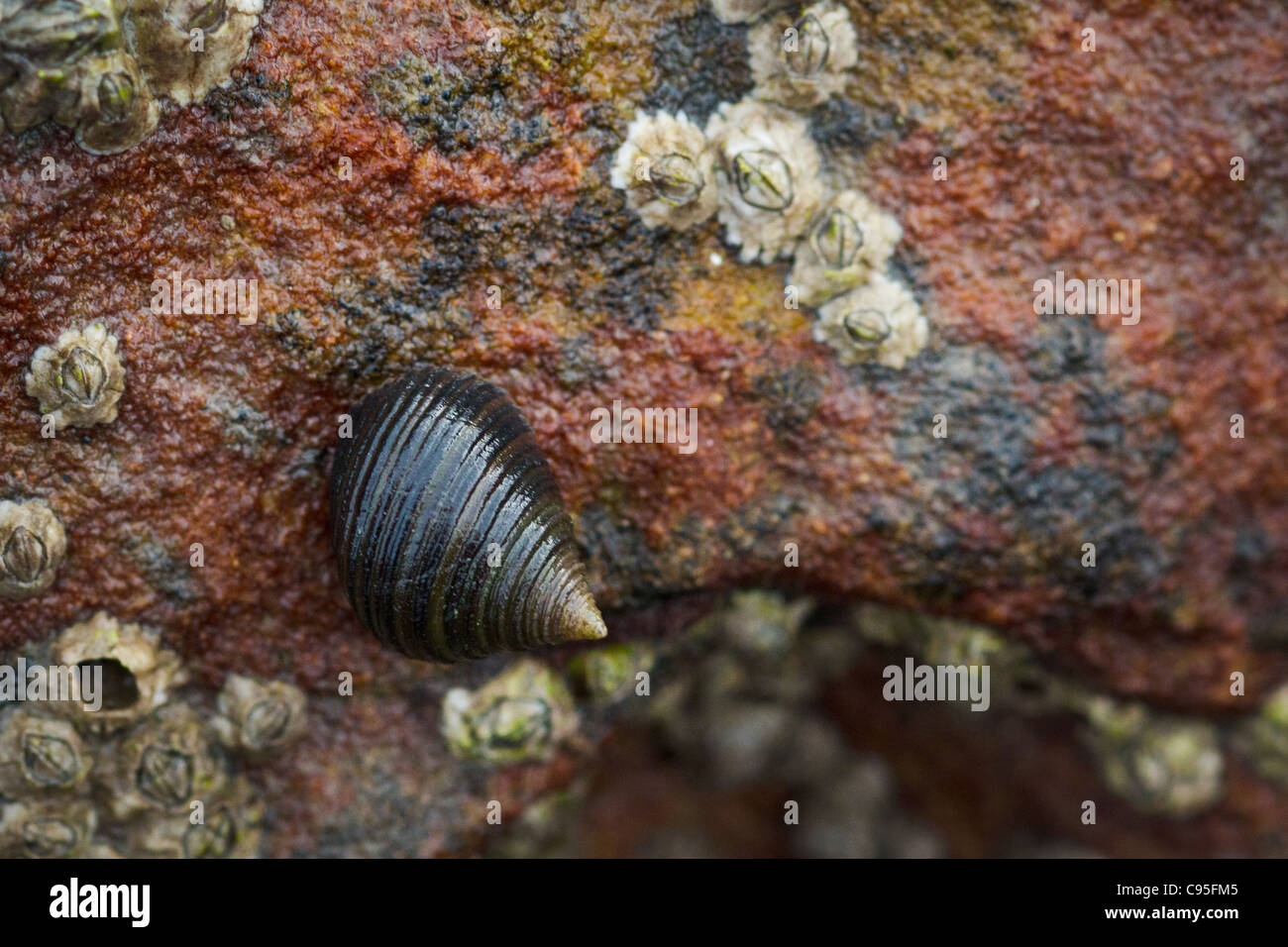 Common Periwinkle and Barnacles Stock Photo