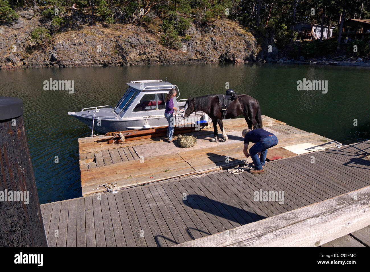 Horse being transported by barge Lopez Island WA USA Stock Photo Alamy