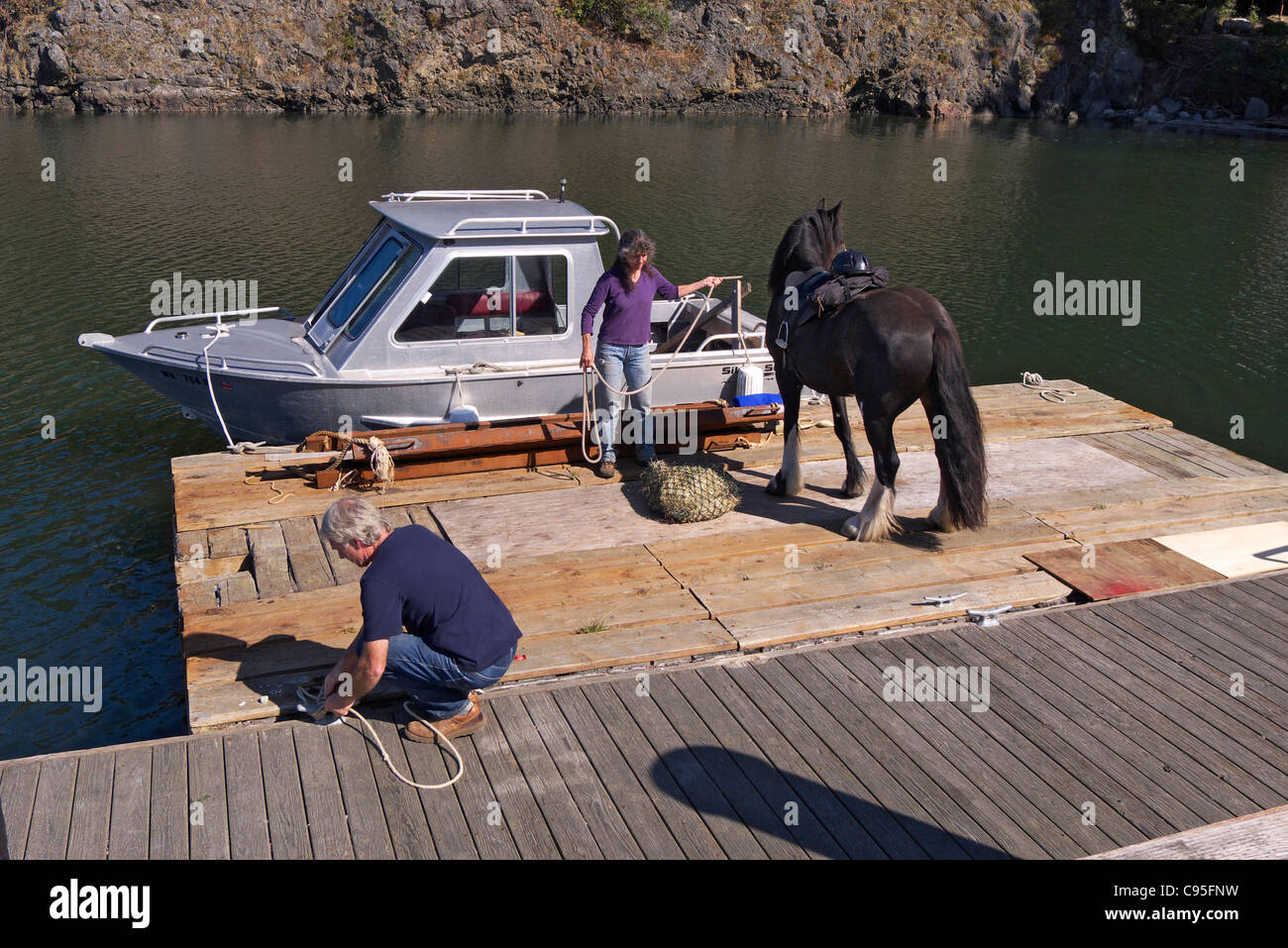 Horse being transported by barge Lopez Island WA USA Stock Photo