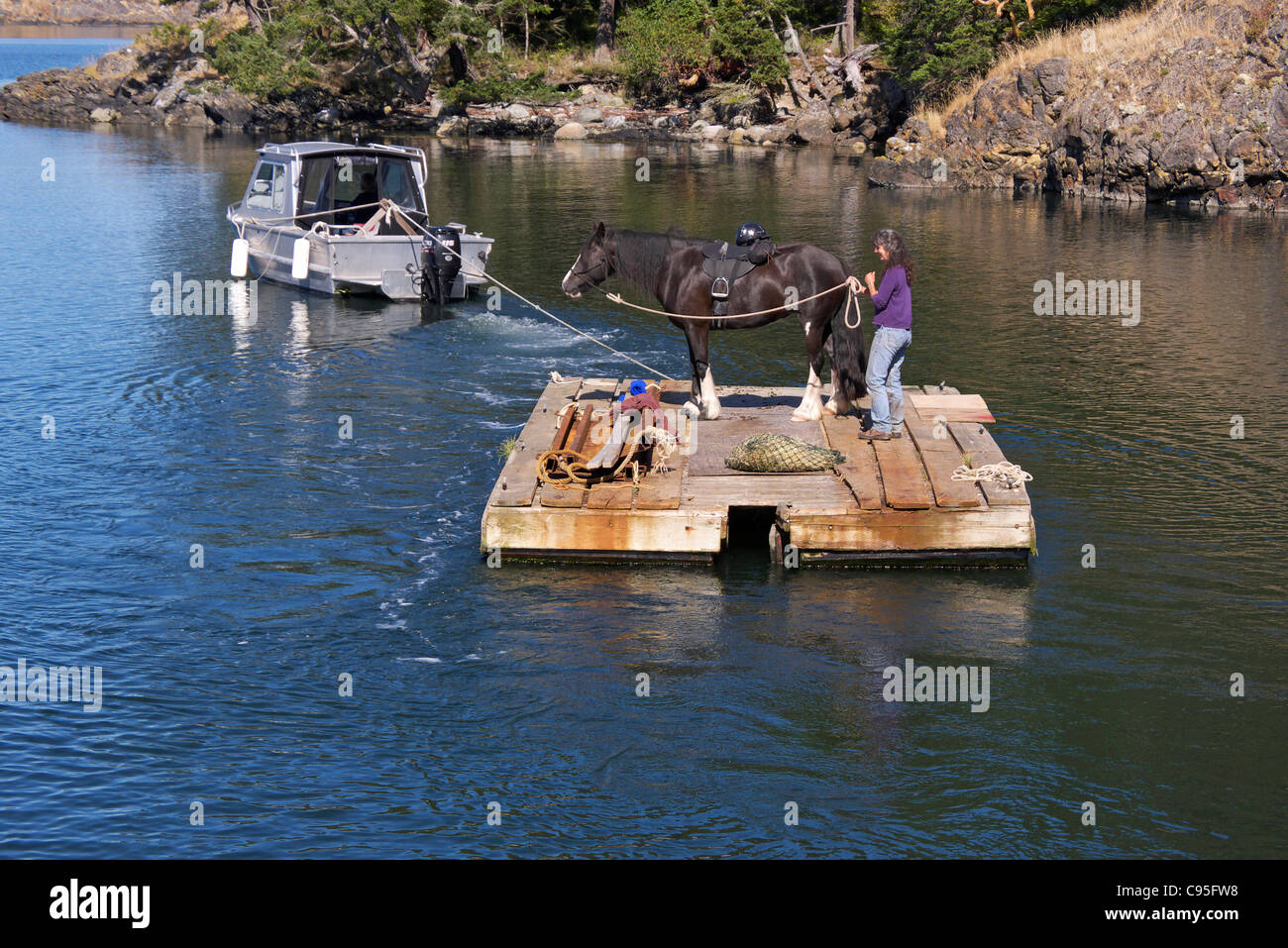 Horse being transported by barge Lopez Island WA USA Stock Photo