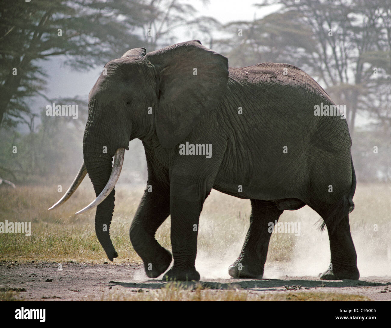 Silhouette of Large Elephant raising dust on the Dusty Plains of the Ngorongoro Crater Tanzania Stock Photo