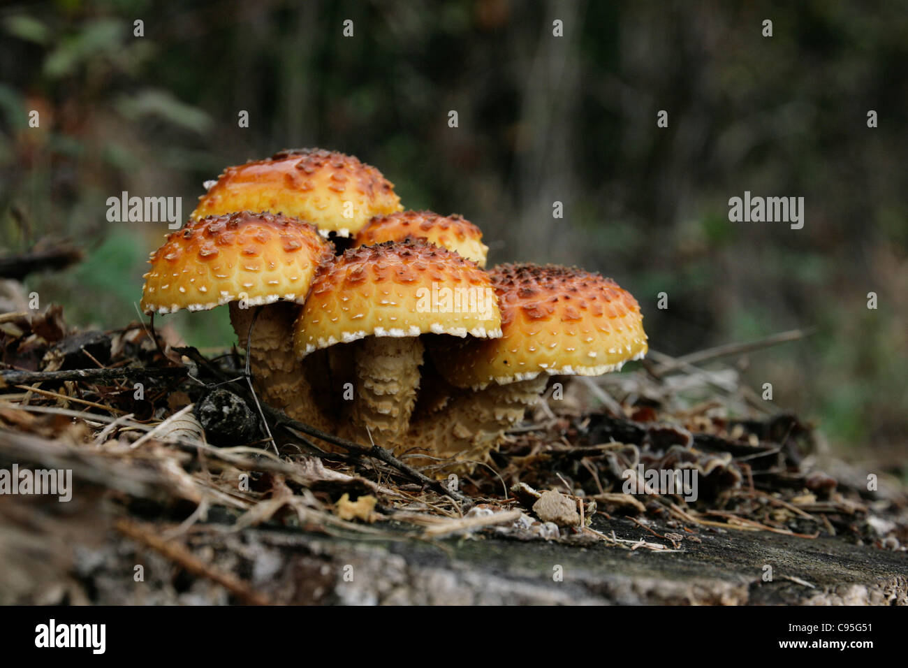 group of toadstools pholiota growing on rotting tree stump Stock Photo