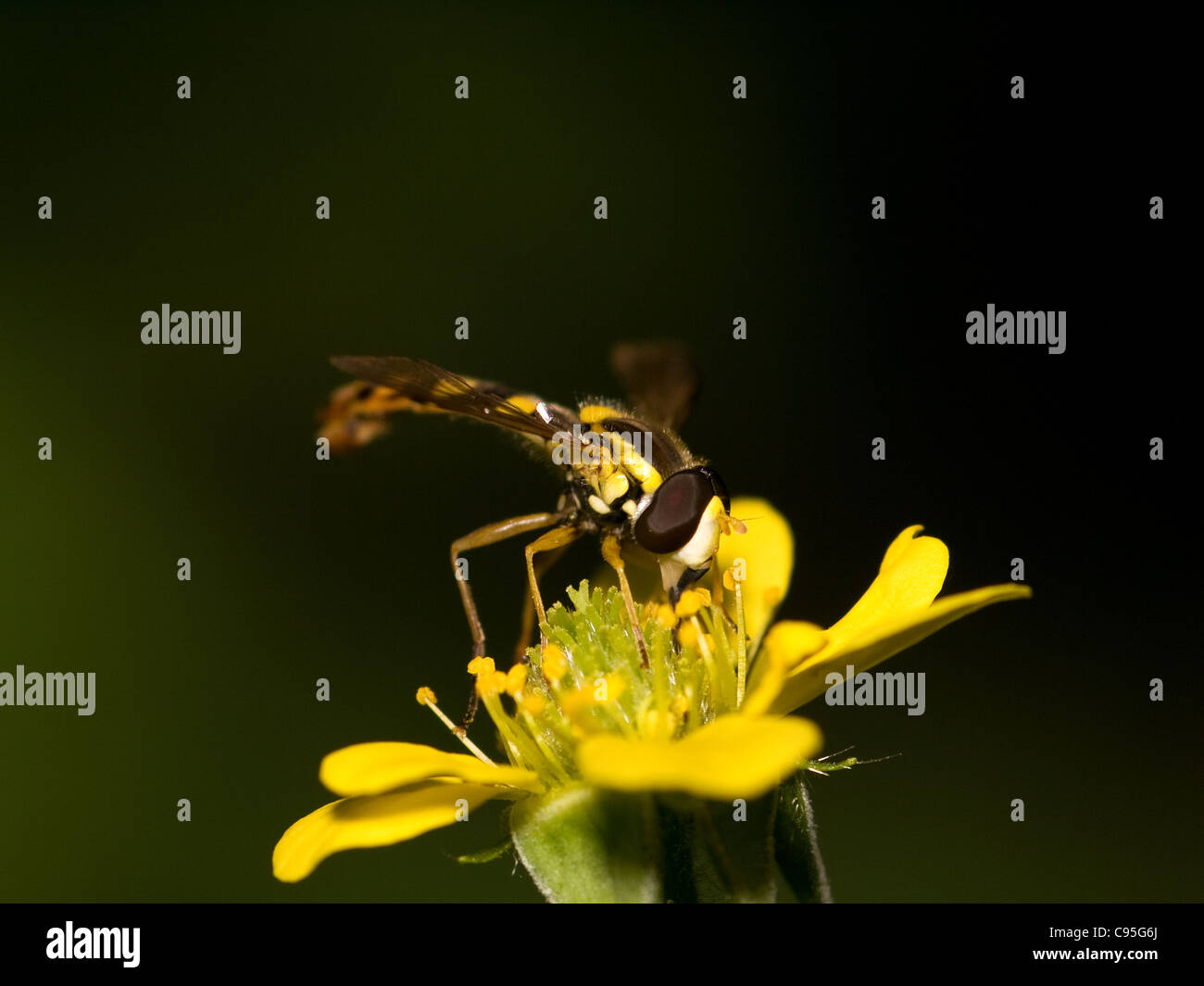 Common howerfly, Syrphus ribesii, eating pollen in a yellow flower. Stock Photo