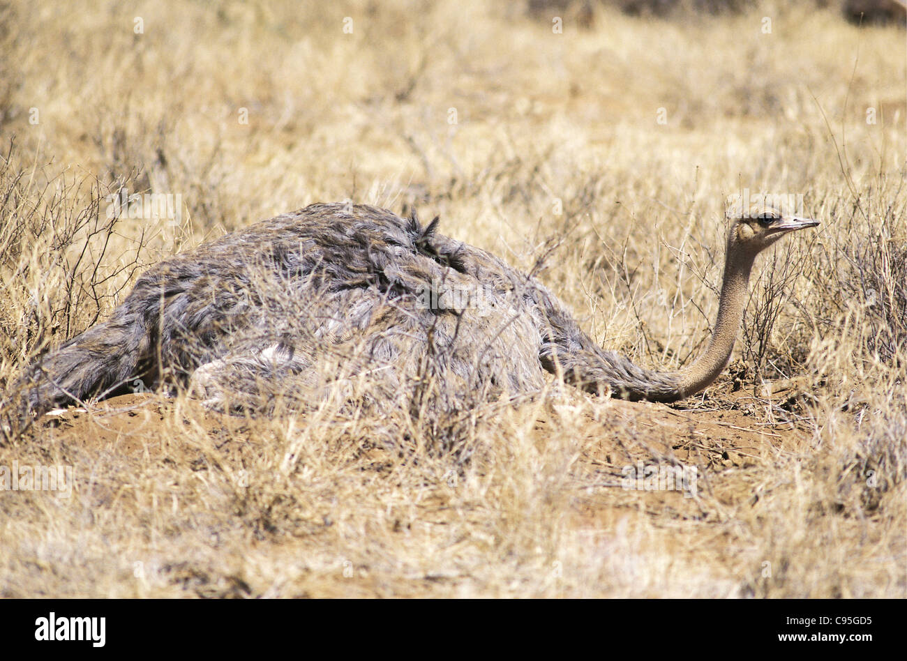 Female Somali Ostrich Struthio Camelus Molybdophanes Sits On Eggs Samburu National Reserve Kenya Stock Photo