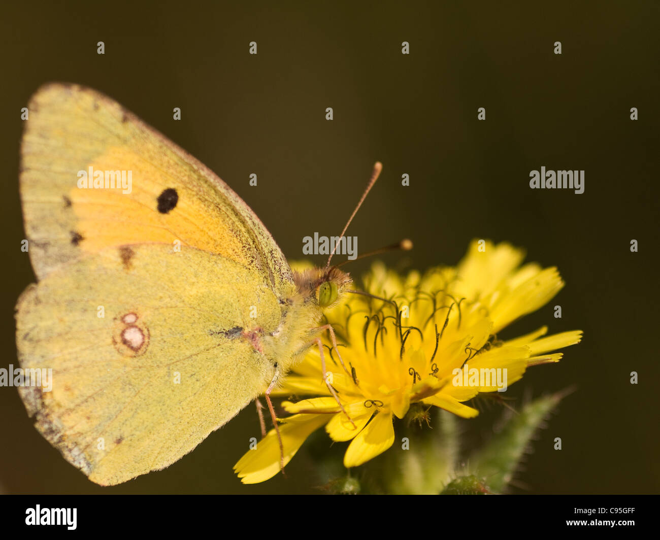Horizontal portrait of Clouded yellow, Colias crocea, male eating in a flower with nice out of focus dark background Stock Photo