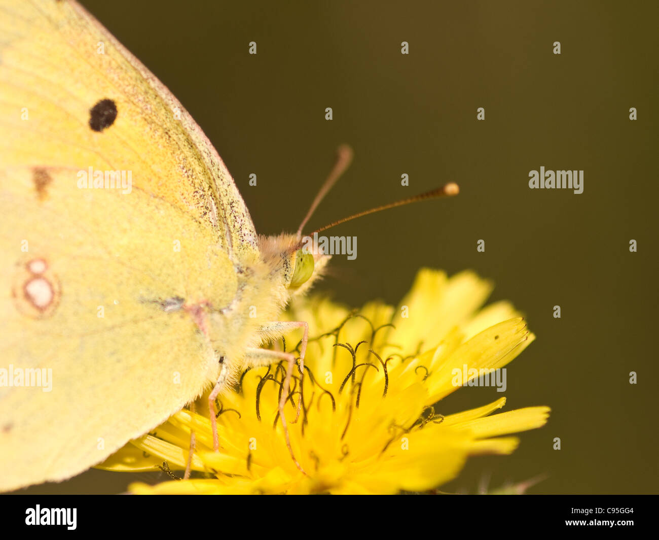 Clouded yellow, Colias crocea, male eating in a flower with nice out of focus background. Stock Photo