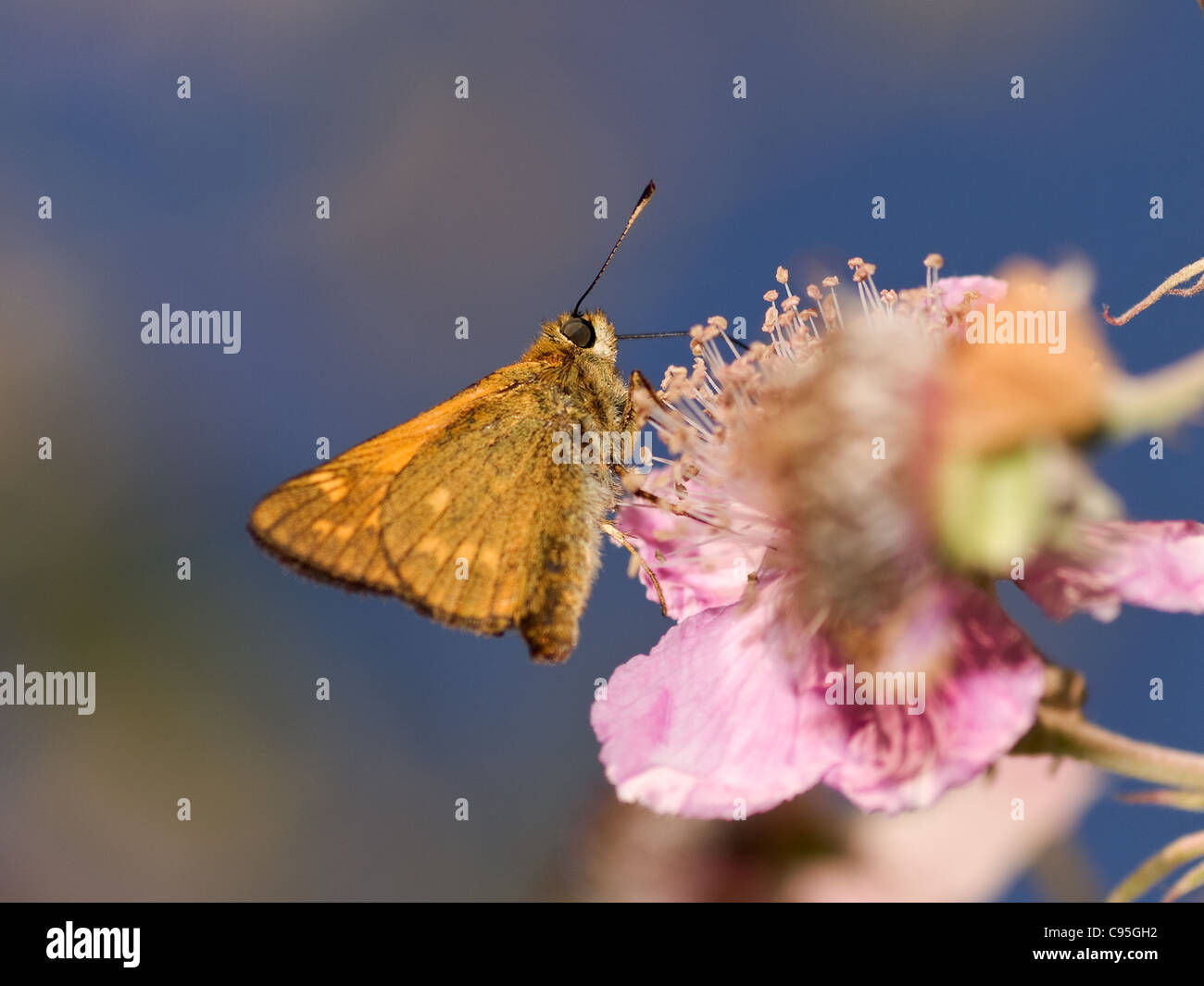 Large skipper, Ochlodes venatus, eating in a flower with nice out of focus background Stock Photo