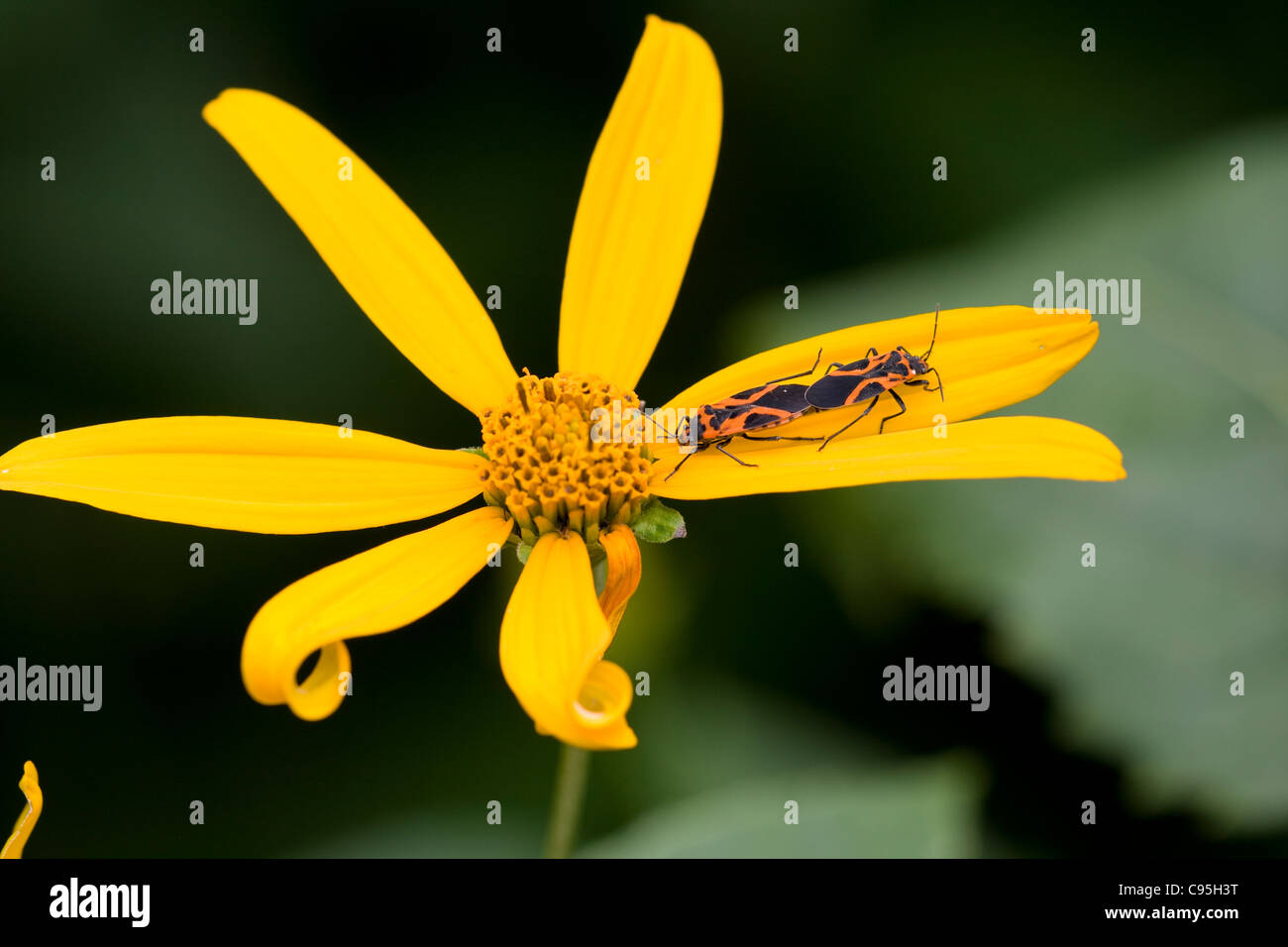 Small Eastern Milkweed Bugs (Lygaeus turcicus) mating on Jerusalem Artichoke (Helianthus tuberosus) Stock Photo