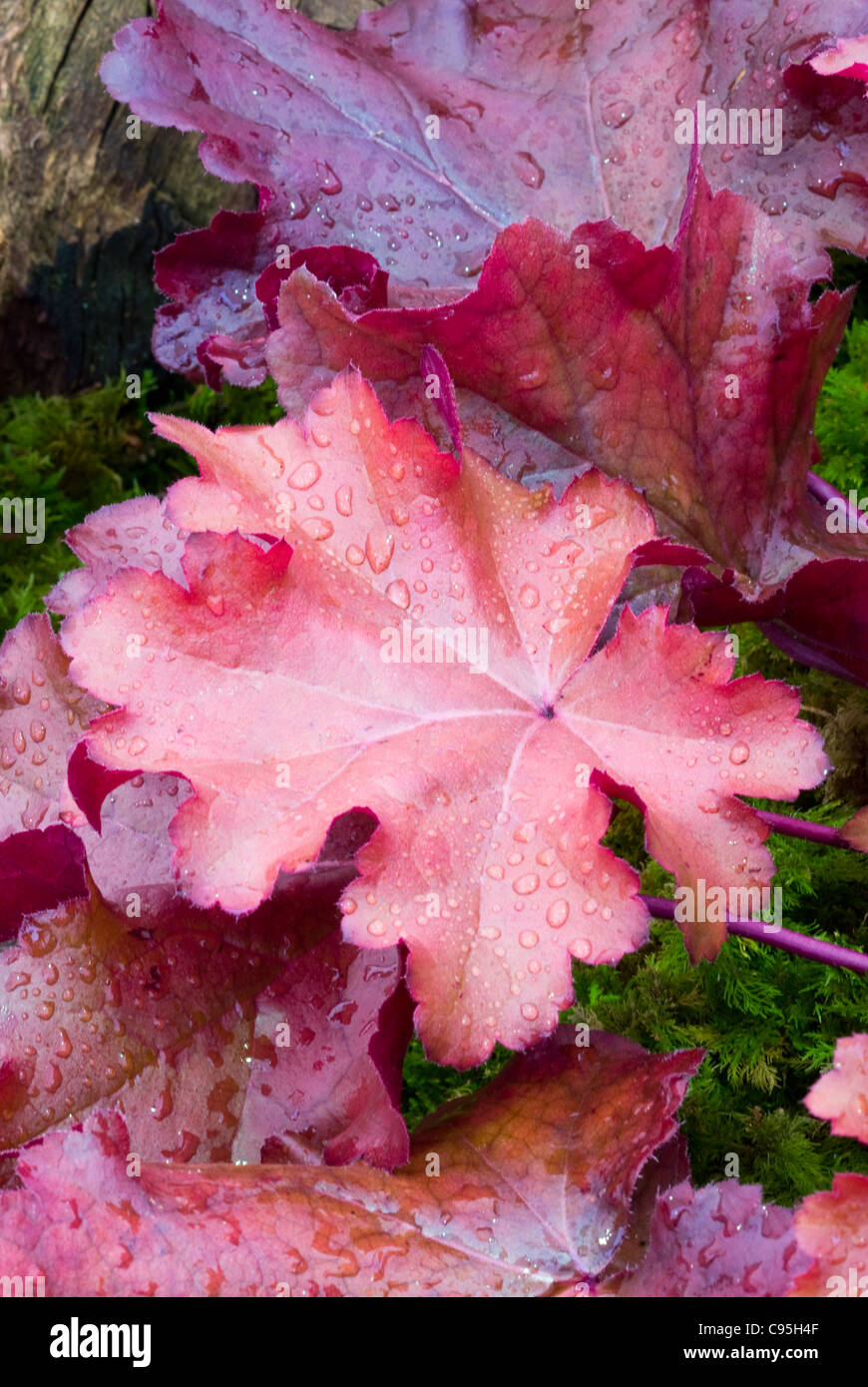 Heuchera Mahogany shade garden perennial plant orange red dark purple leaf colors foliage leaves Stock Photo