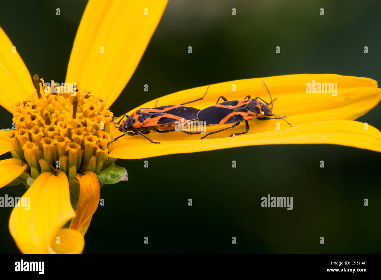 Small Eastern Milkweed Bugs (Lygaeus turcicus) mating on Jerusalem Artichoke (Helianthus tuberosus) Stock Photo