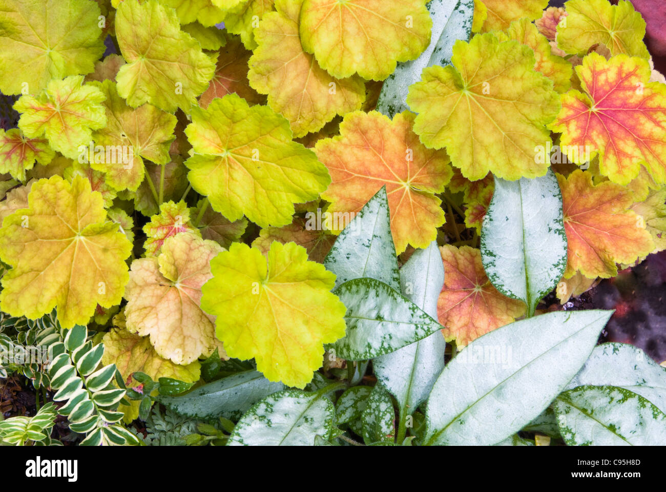 Pulmonaria Cotton Cool & Heuchera Miracle perennial foliage shade plants together, contrast of leaf types, colors, leaves shapes, gold, silver, pink Stock Photo