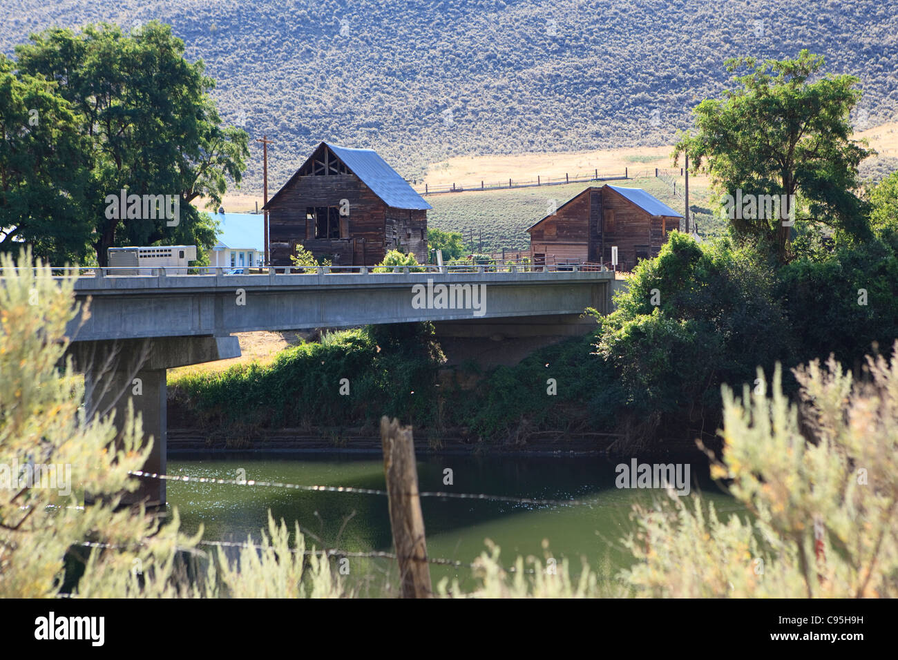 Image of Nighthawk, Washington Stock Photo Alamy