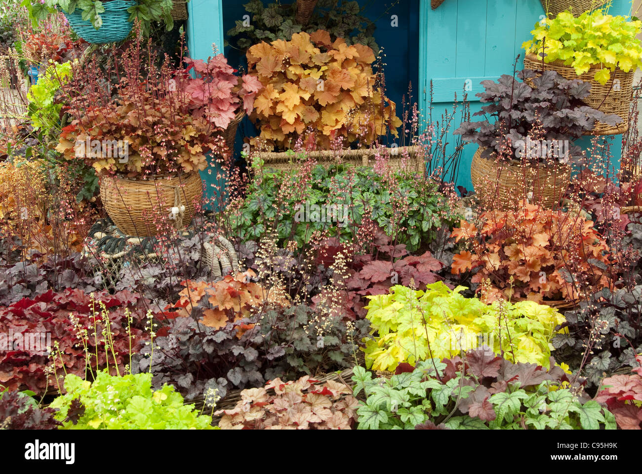 Heuchera Container High Resolution Stock Photography and Images - Alamy