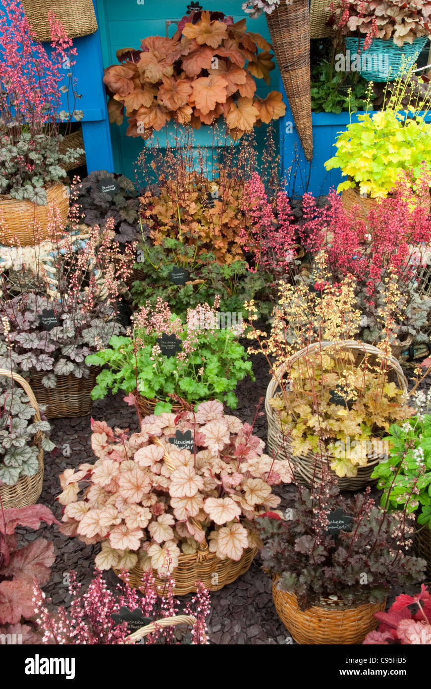 Container Garden of Heuchera mixture plants foliage and flowers for shade gardens Stock Photo