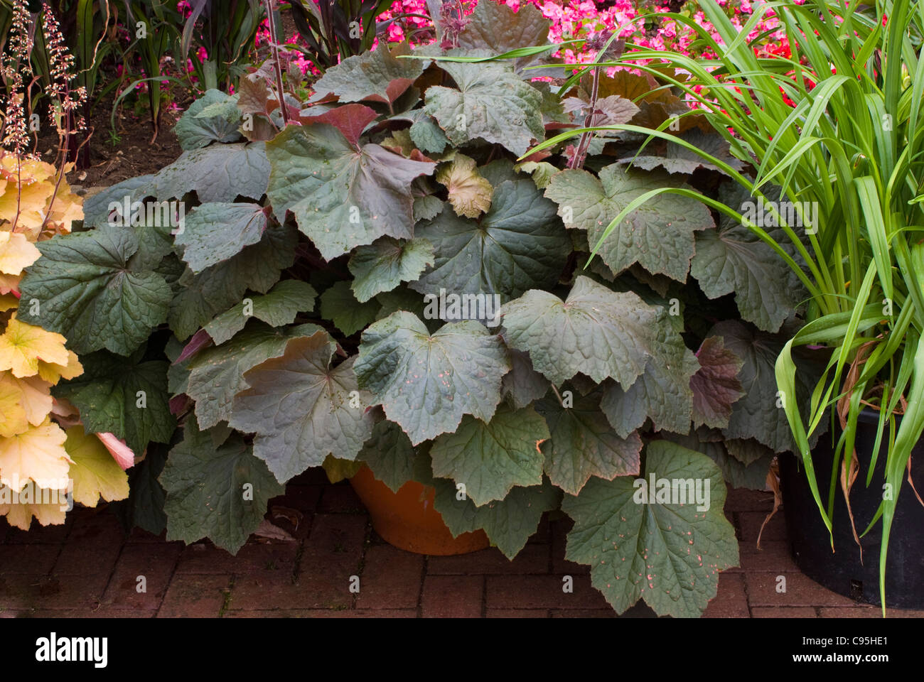 Heuchera ‘Brownies’ in pot container with large dark purple black brown foliage, perennial shade garden plant Stock Photo