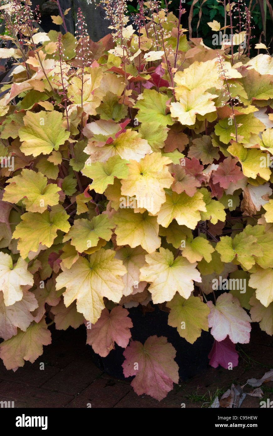 Heuchera ‘Caramel’ changeable foliage plant in flower leaf colors orange gold green pink red perennial garden entire plant shade Stock Photo