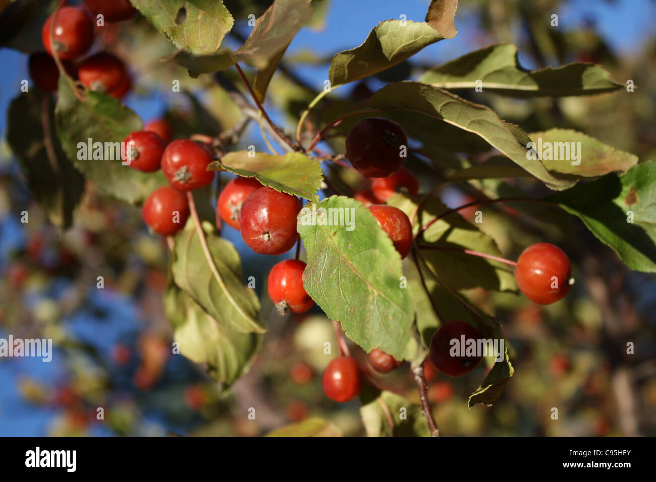 Ornamental Crabapple Tree Stock Photo - Alamy
