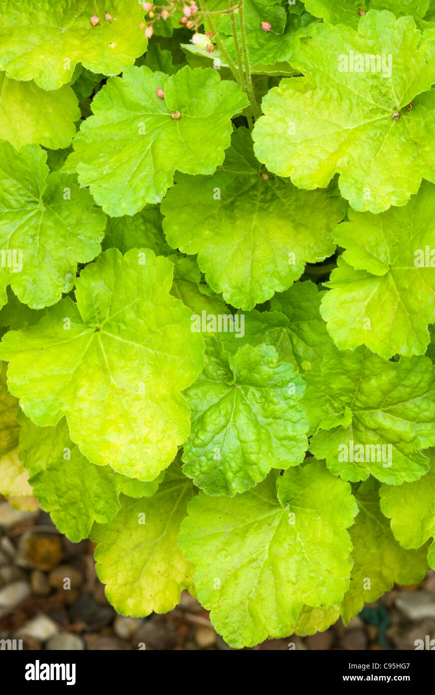 Heuchera 'Miracle’ perennial foliage plant, beautiful pretty leaves scalloped edges green yellow gold colors for shade garden Stock Photo