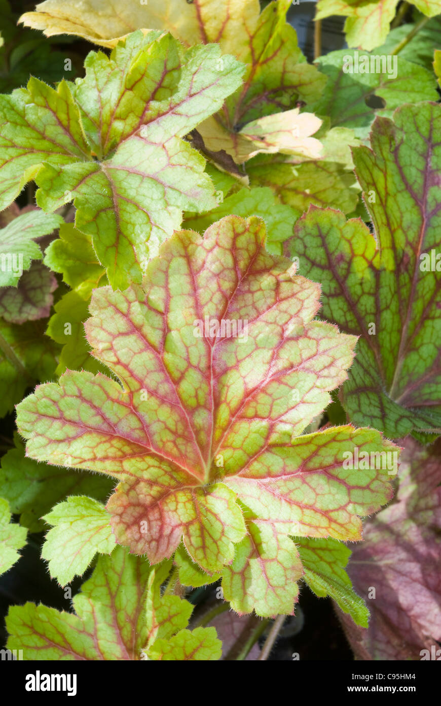 Heuchera 'Electric Lime' in autumn fall, perennial foliage plant with prominent red veins & green leaves for shade garden Stock Photo