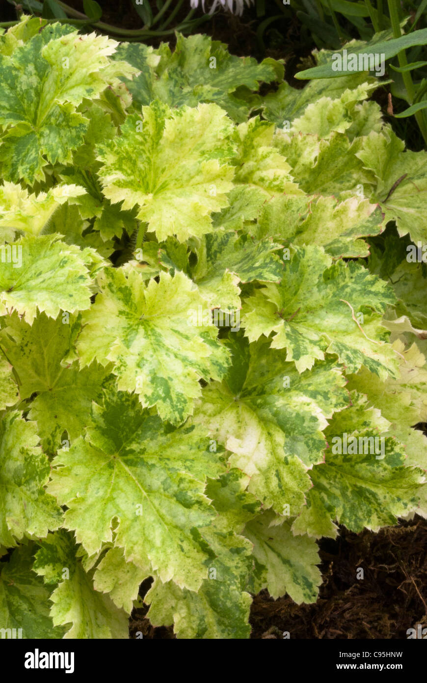 Heuchera ‘Strawberries and Cream’ foliage variegated leaves perennial plant for the shade garden Stock Photo